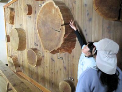 ヒノキ　子供　自然　