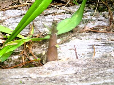 木曽　木曽福島　福島小学校　自然　裏山　タケノコ