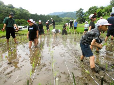 小学生,田植え
