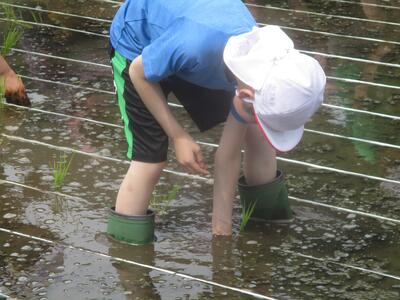 小学生,田植え